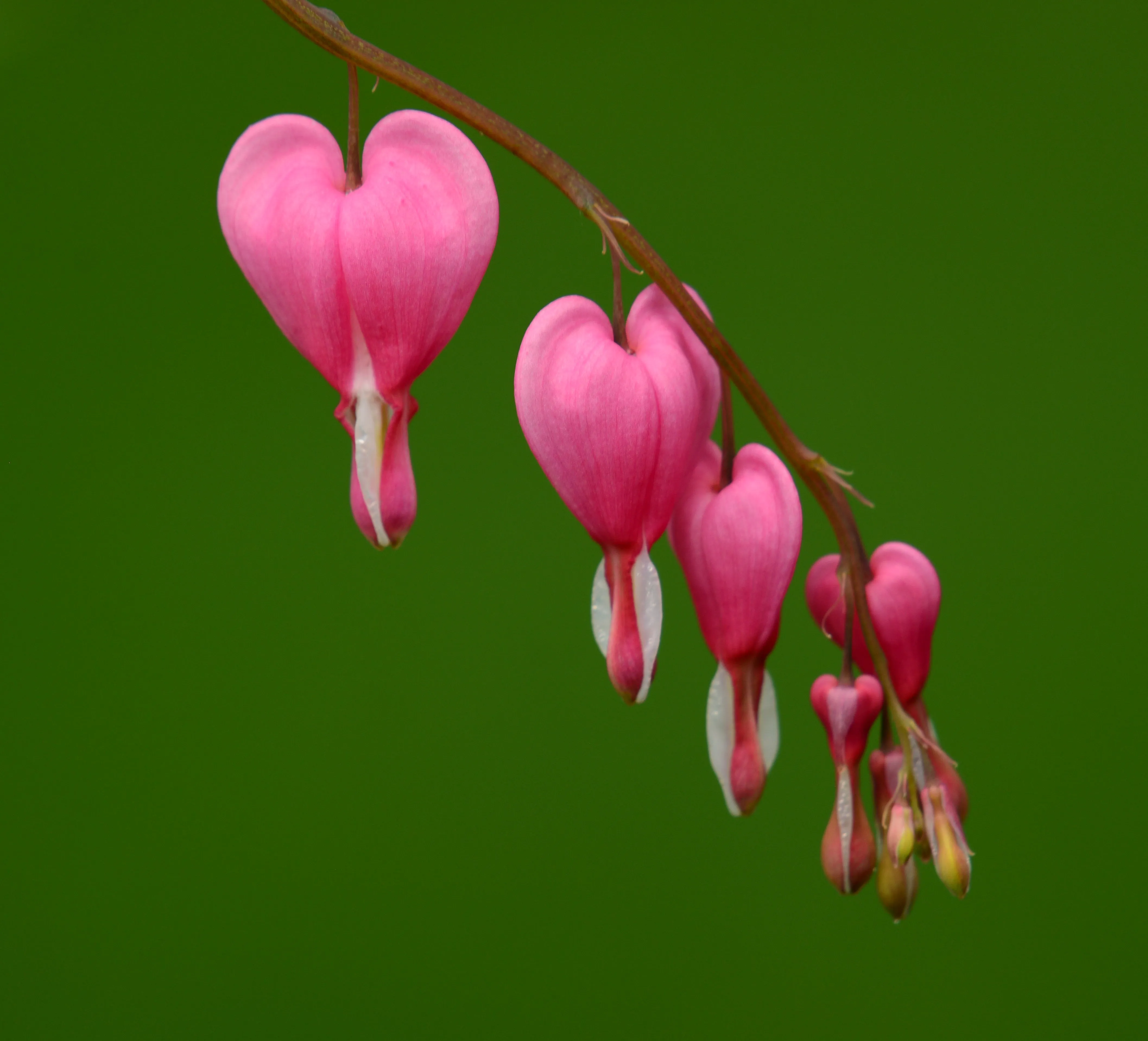 Bleeding Heart  Dicentra spectabilis  20 Seeds  USA Company