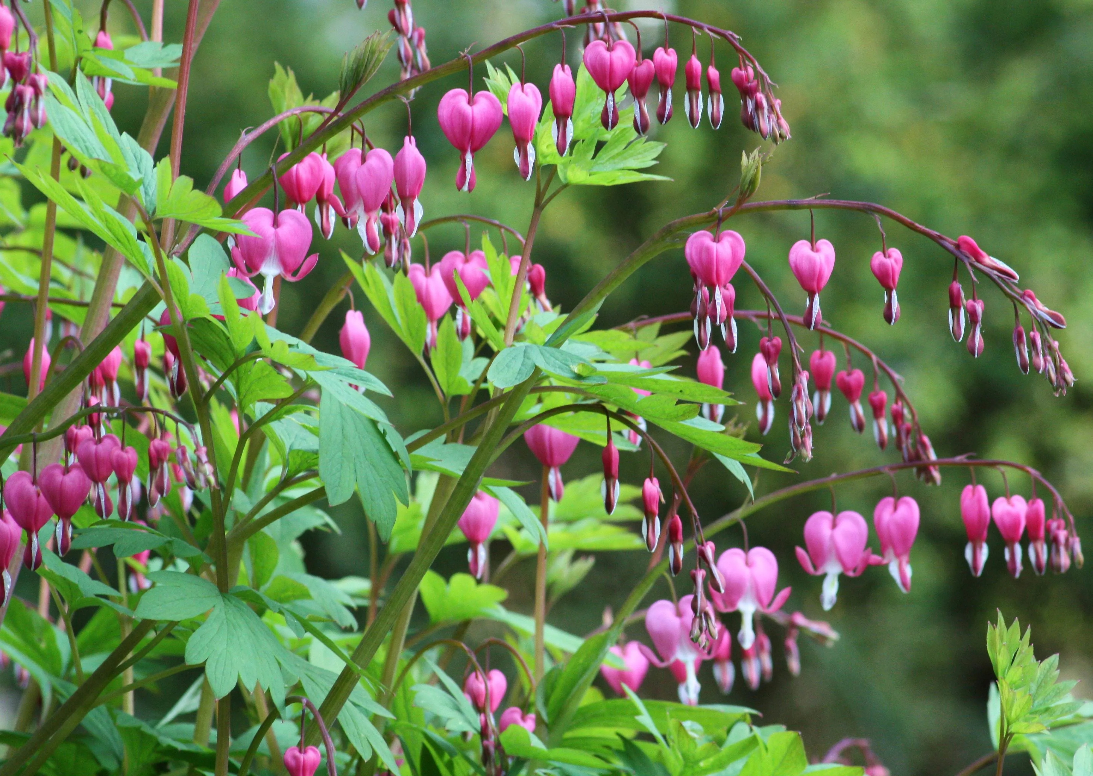 Bleeding Heart  Dicentra spectabilis  20 Seeds  USA Company