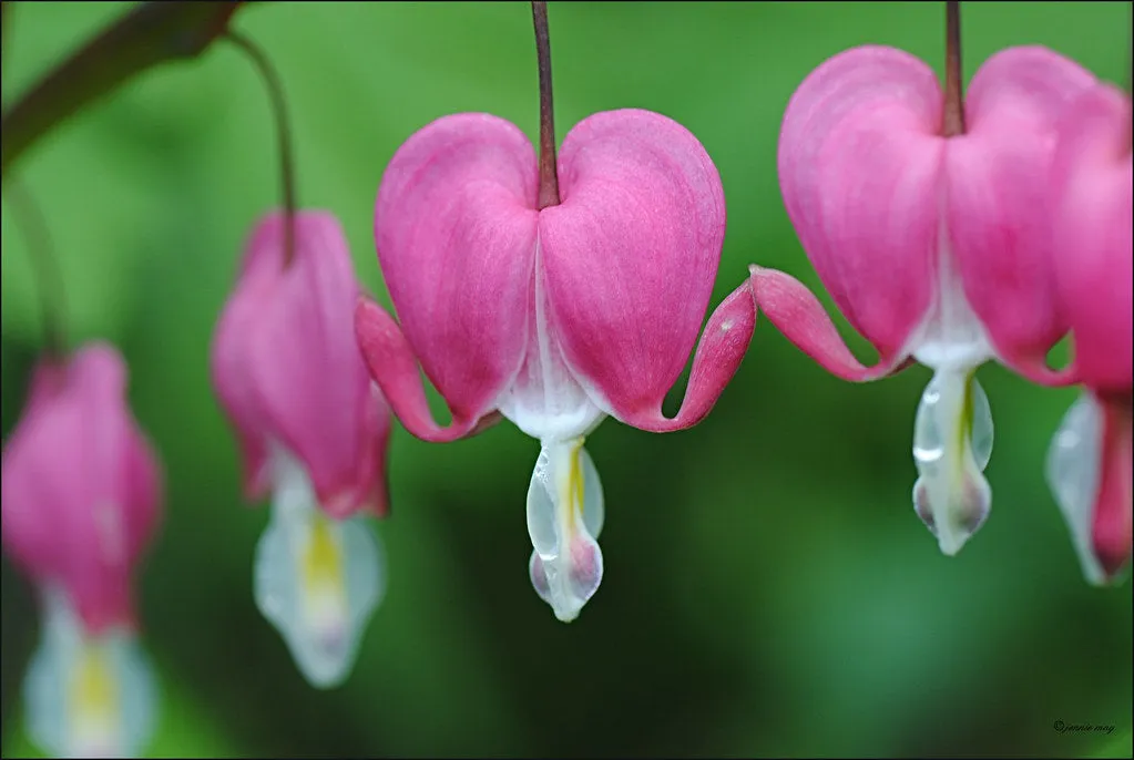 Bleeding Heart  Dicentra spectabilis  20 Seeds  USA Company