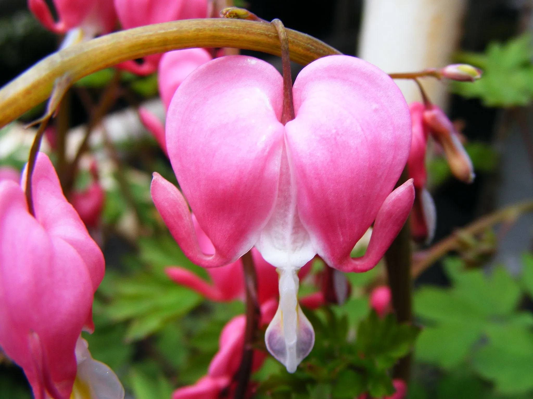 Bleeding Heart  Dicentra spectabilis  20 Seeds  USA Company