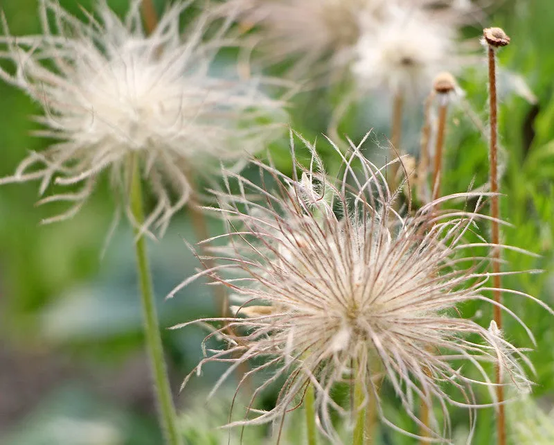 Chinese Pasqueflower  Pulsatilla chinensis  100 Seeds  USA Company