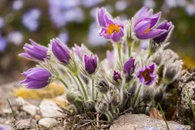 Chinese Pasqueflower  Pulsatilla chinensis  100 Seeds  USA Company