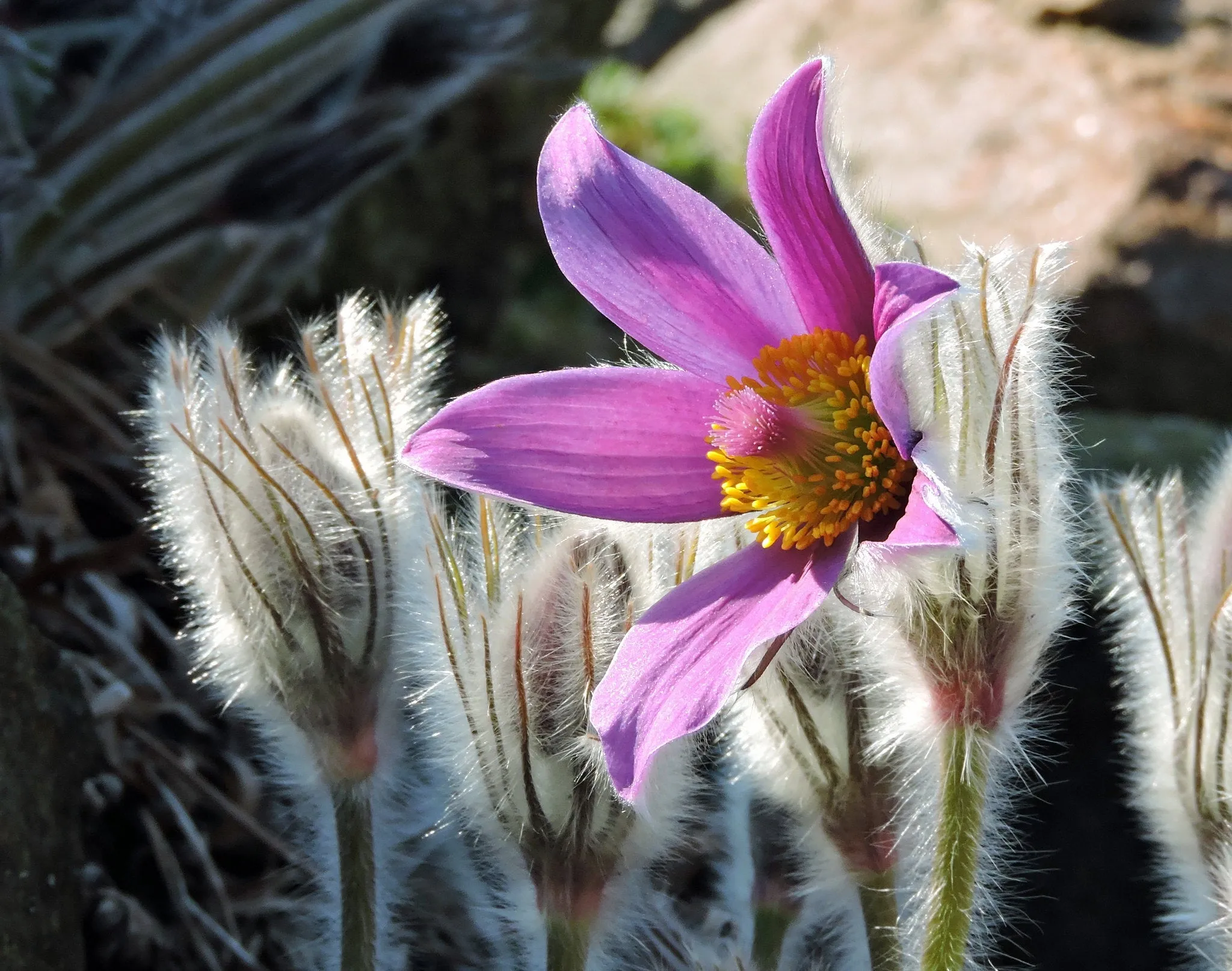 Chinese Pasqueflower  Pulsatilla chinensis  100 Seeds  USA Company