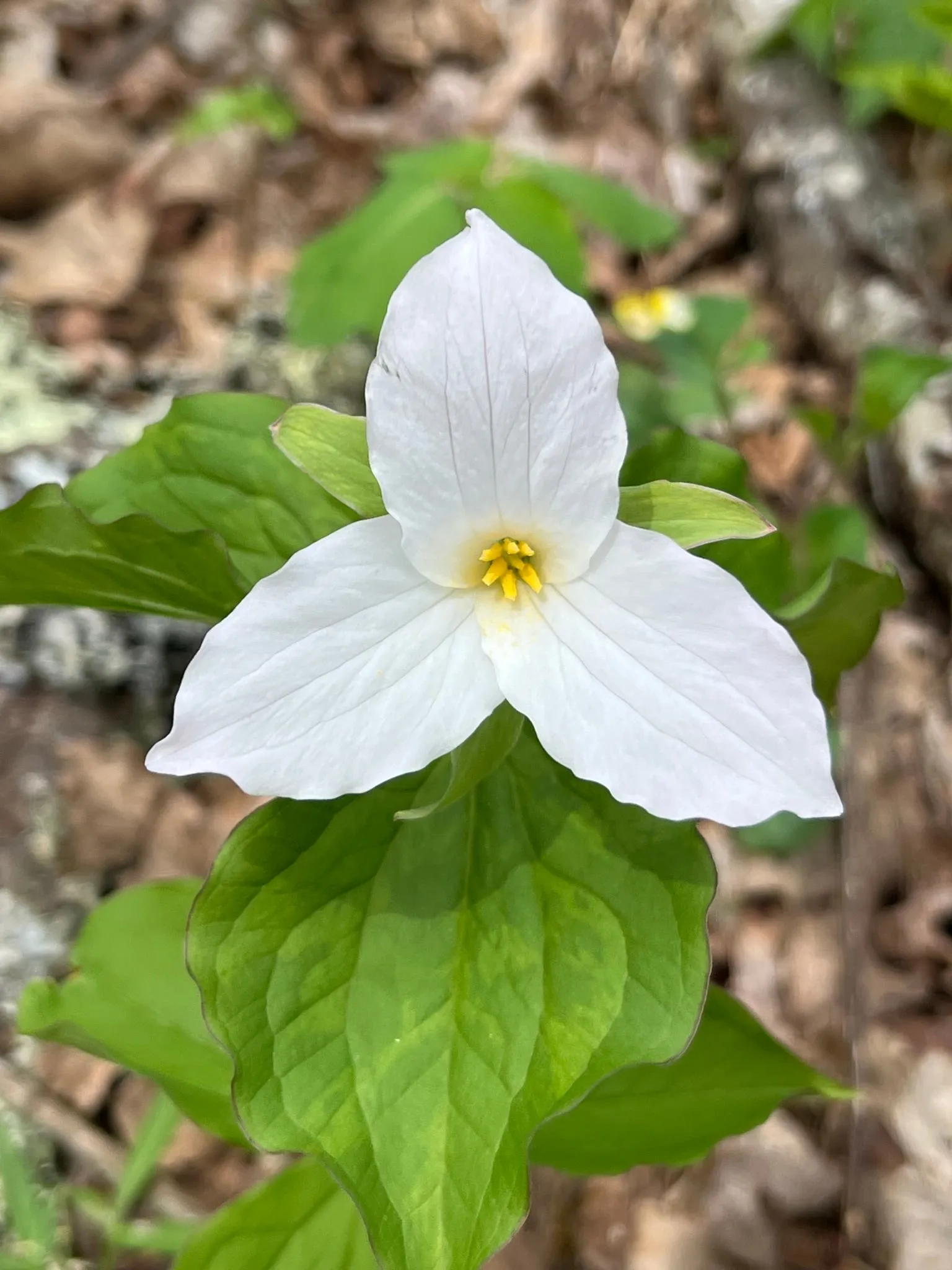 Great White Trillium Trillium grandiflorum 10 Seeds  USA Company