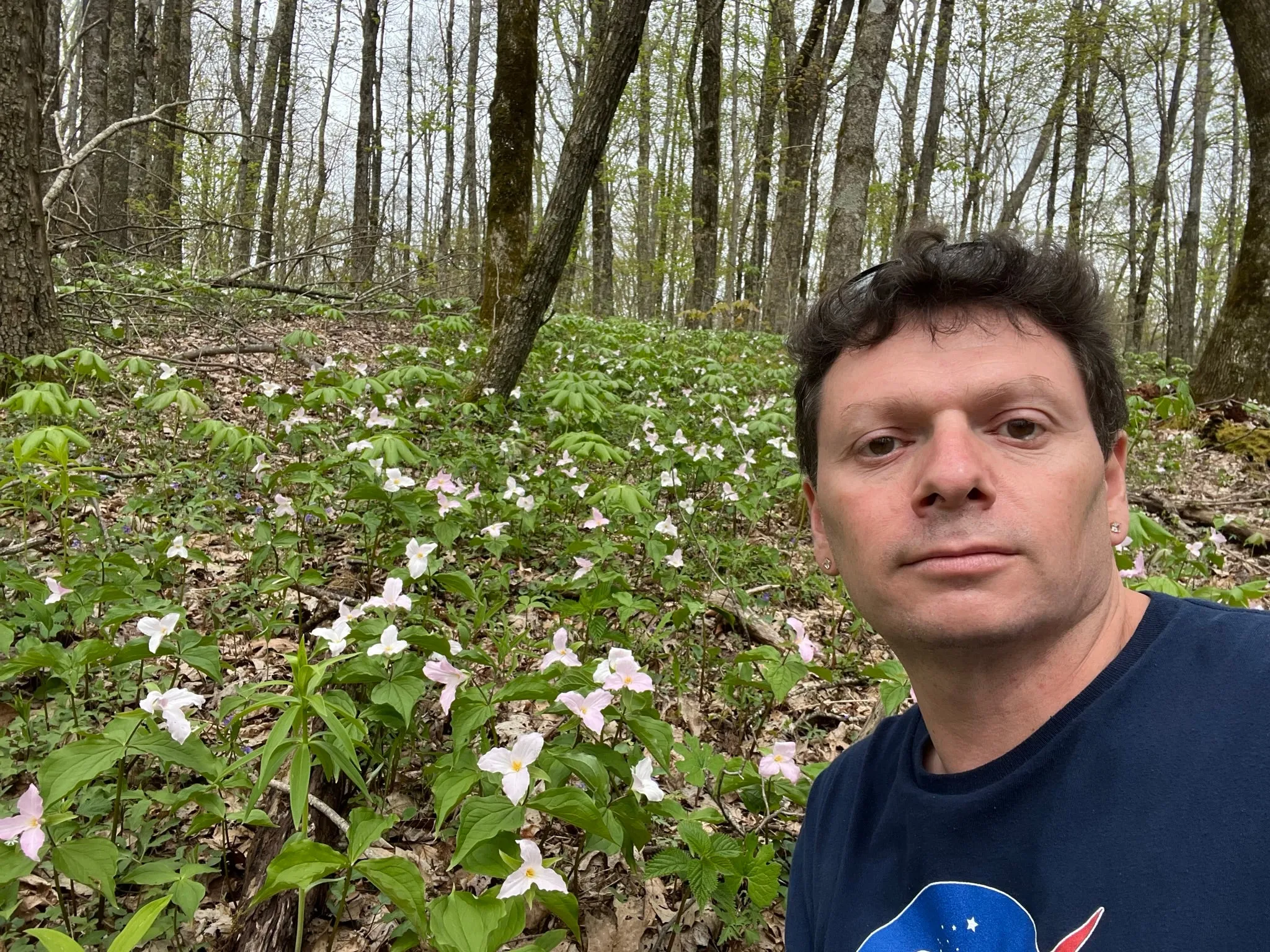 Great White Trillium Trillium grandiflorum 10 Seeds  USA Company