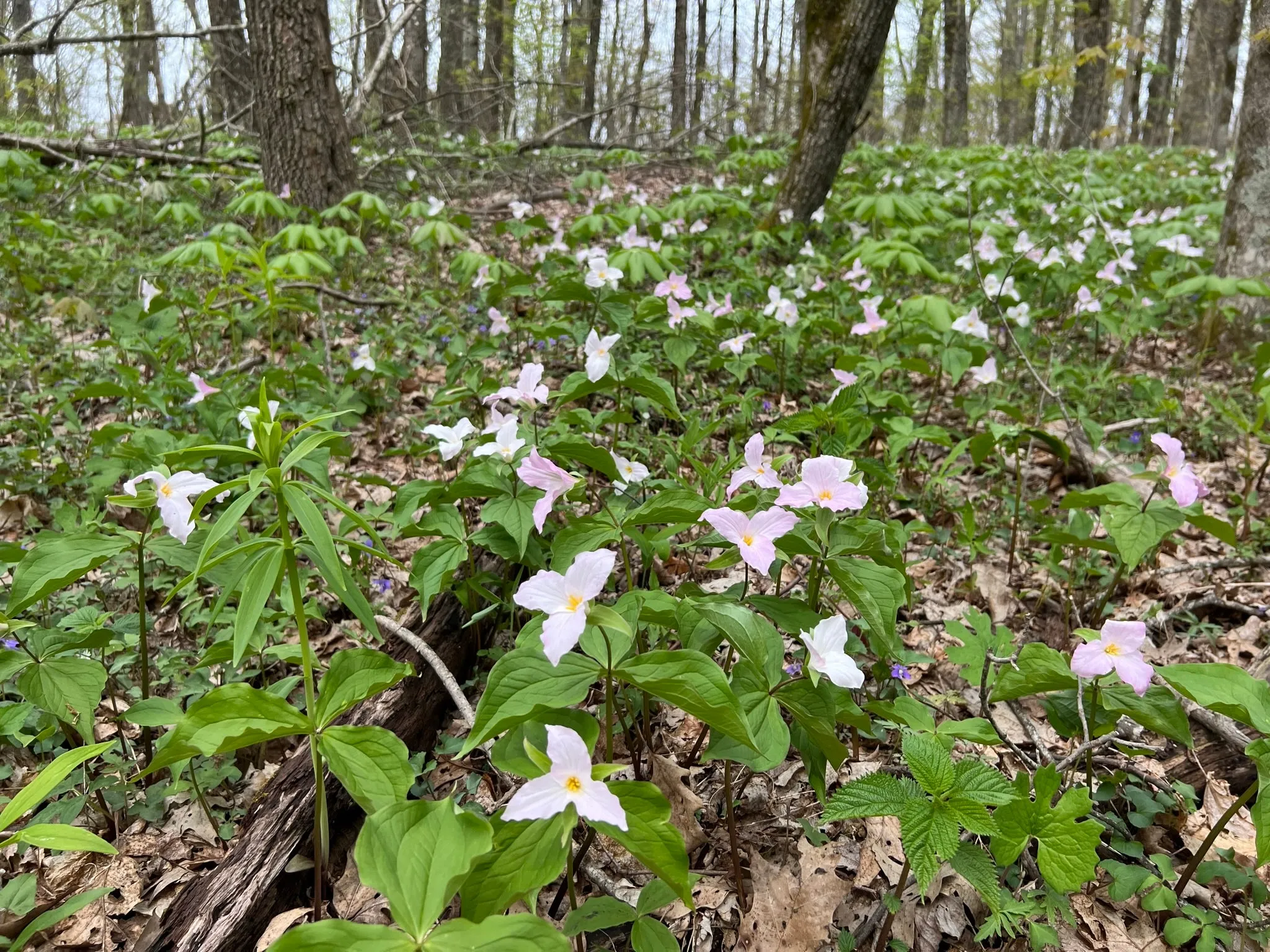 Great White Trillium Trillium grandiflorum 10 Seeds  USA Company