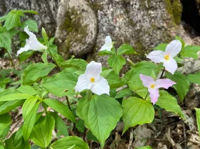 Great White Trillium Trillium grandiflorum 10 Seeds  USA Company