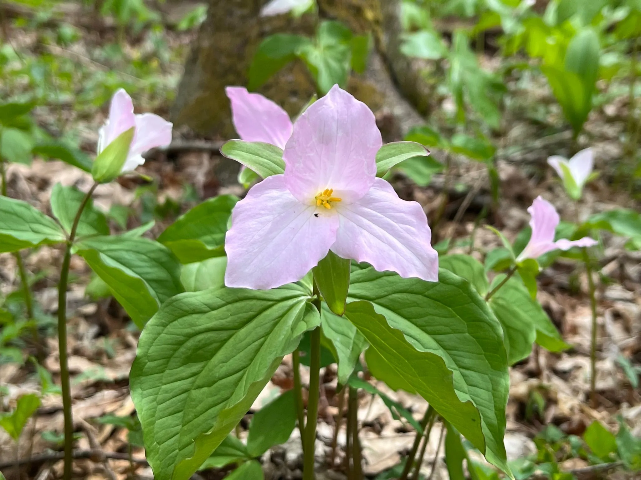 Great White Trillium Trillium grandiflorum 10 Seeds  USA Company