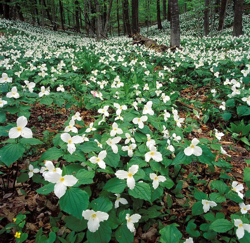 Great White Trillium Trillium grandiflorum 10 Seeds  USA Company