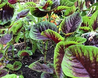 Heirloom Organic Red Stripe Amaranth Seeds Aka Chinese Spinach - Callaloo - Amaranthus viridus - Edible Amaranth