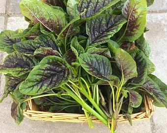 Heirloom Organic Red Stripe Amaranth Seeds Aka Chinese Spinach - Callaloo - Amaranthus viridus - Edible Amaranth