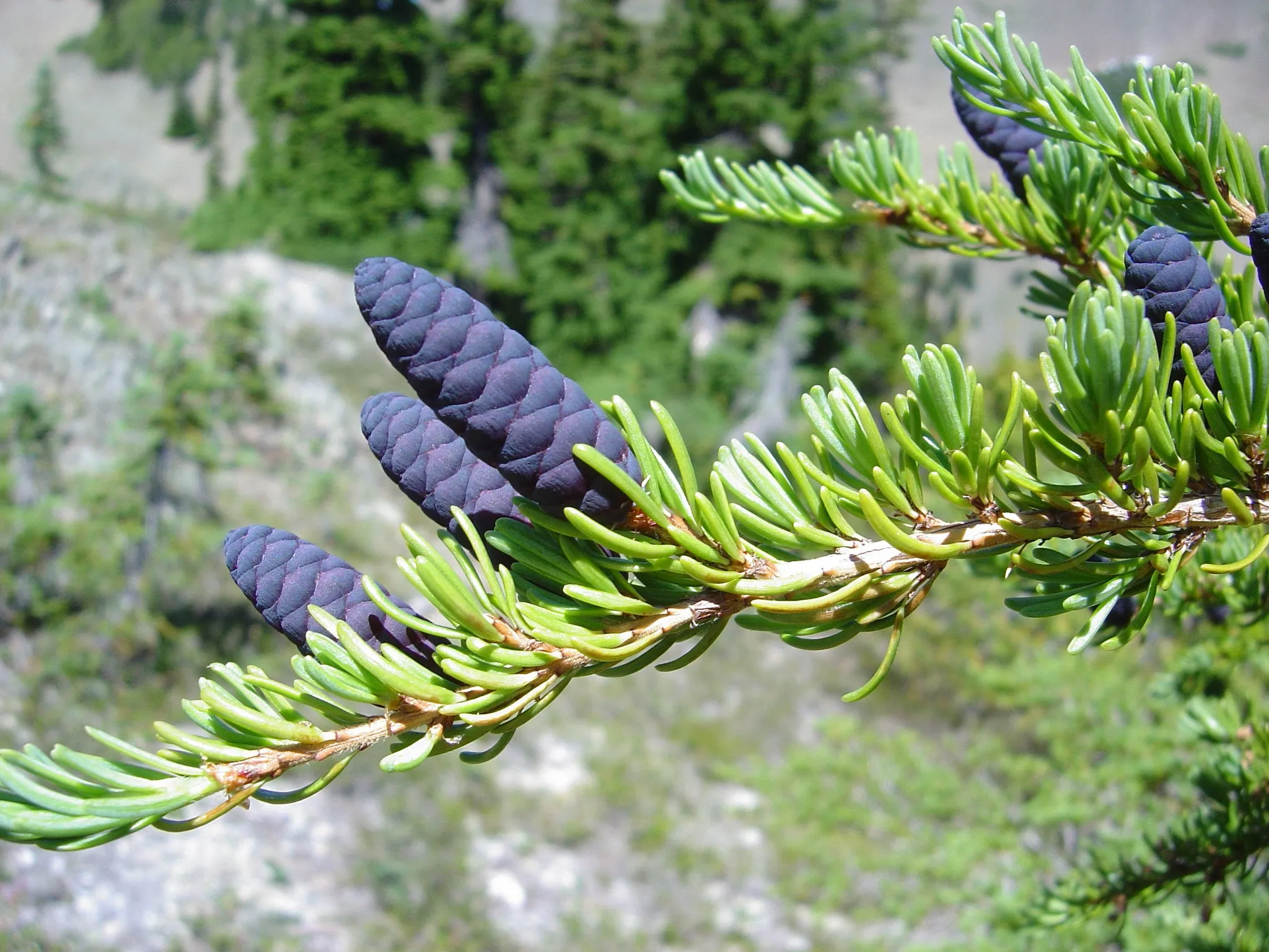 Mountain Hemlock Tsuga mertensiana 100 Seeds  USA Company