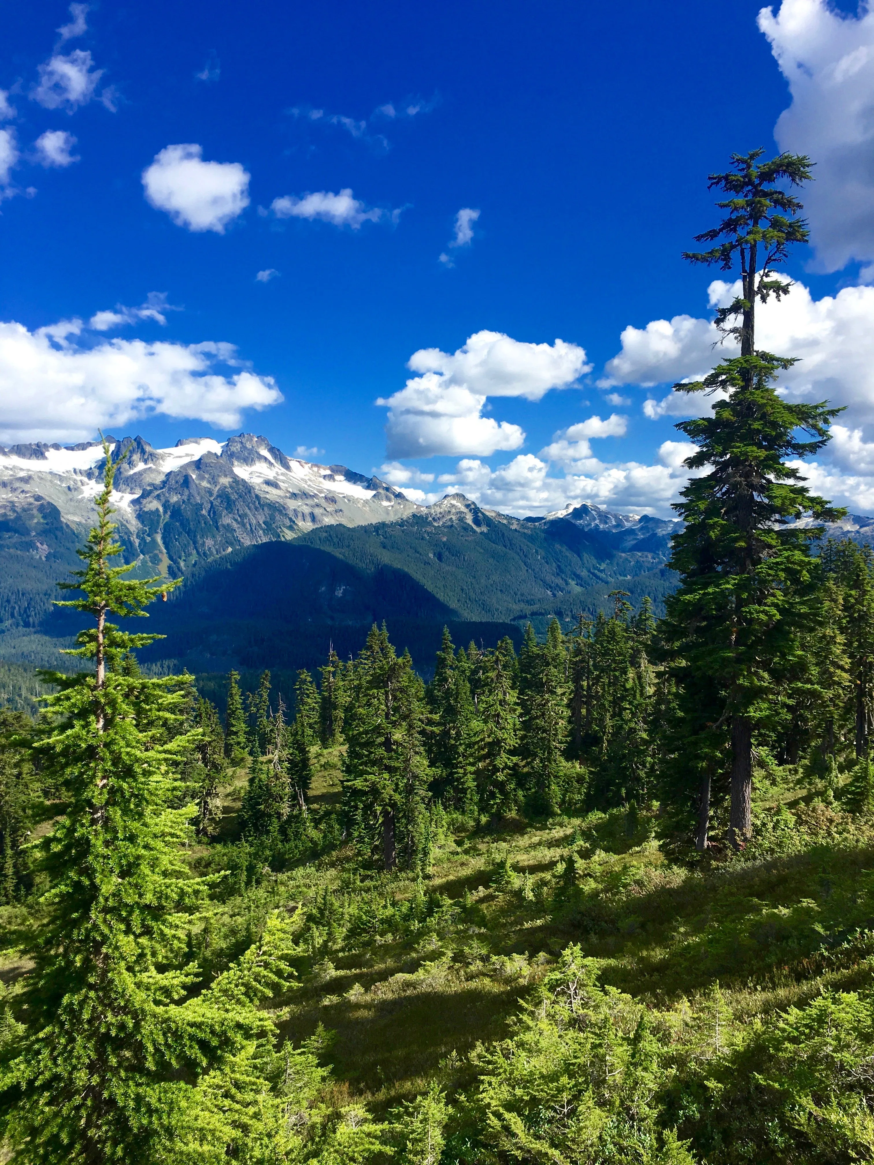 Mountain Hemlock Tsuga mertensiana 100 Seeds  USA Company