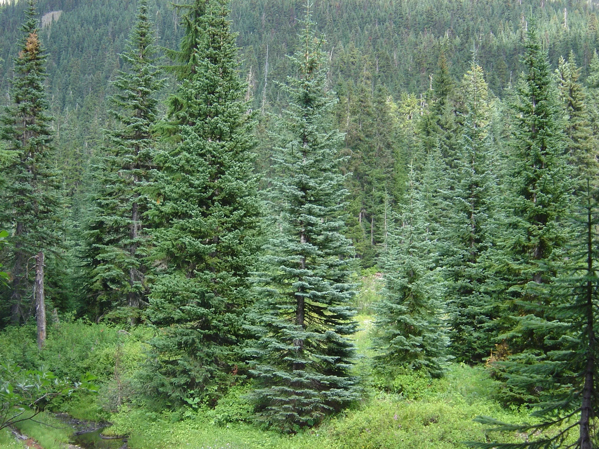 Mountain Hemlock Tsuga mertensiana 100 Seeds  USA Company