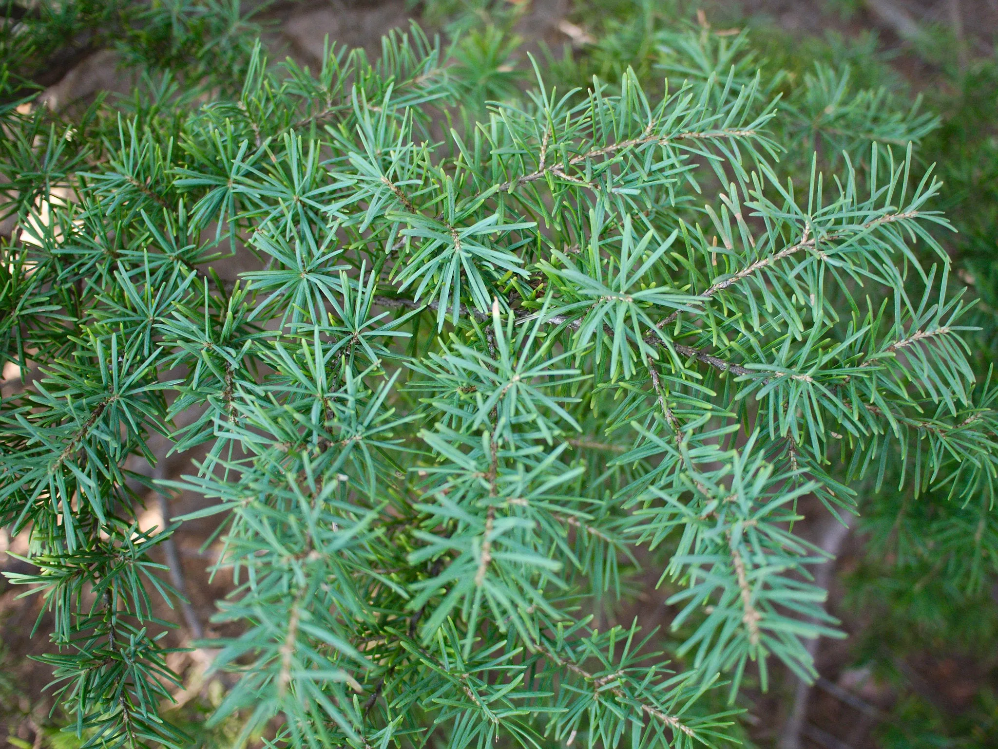 Mountain Hemlock Tsuga mertensiana 100 Seeds  USA Company