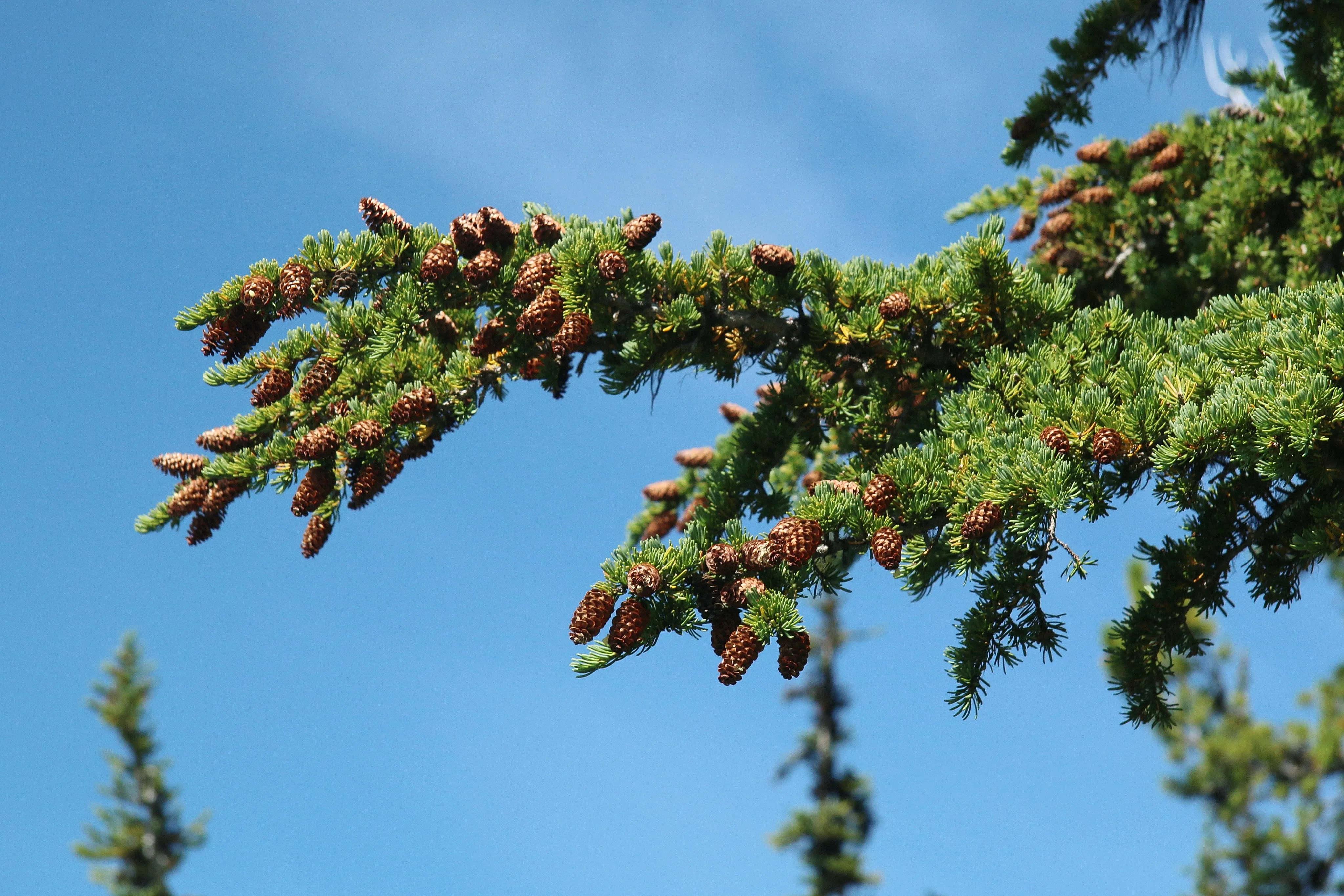 Mountain Hemlock Tsuga mertensiana 100 Seeds  USA Company