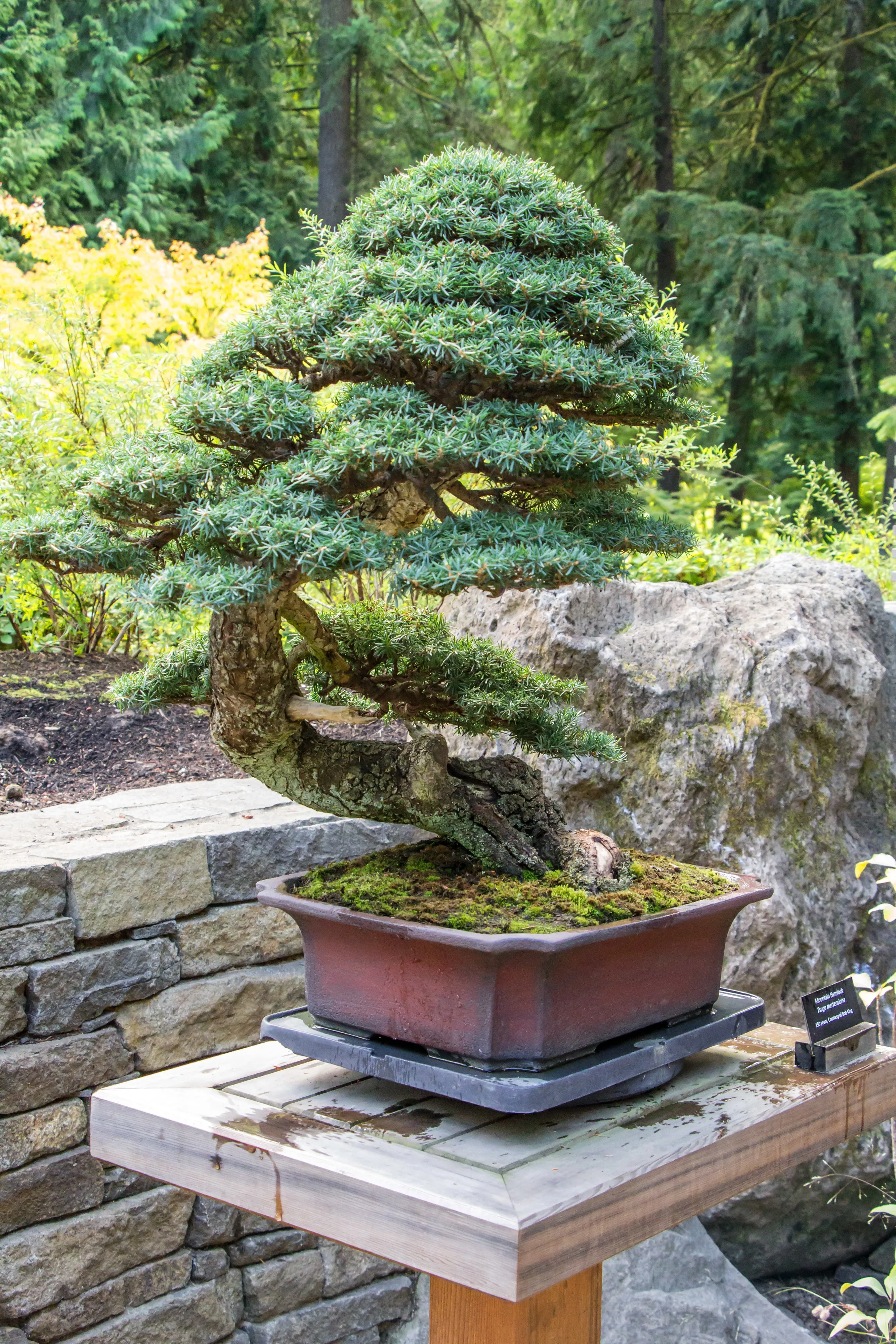 Mountain Hemlock Tsuga mertensiana 100 Seeds  USA Company