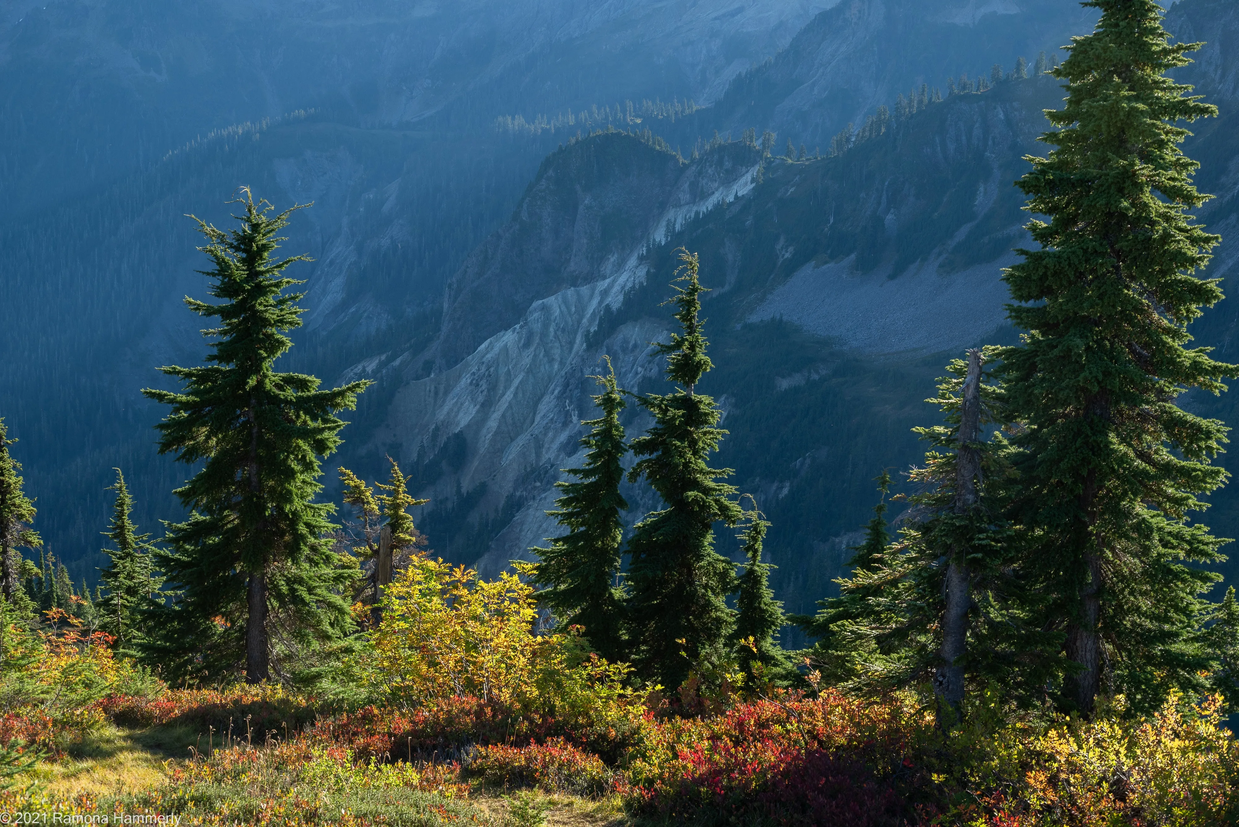 Mountain Hemlock Tsuga mertensiana 100 Seeds  USA Company