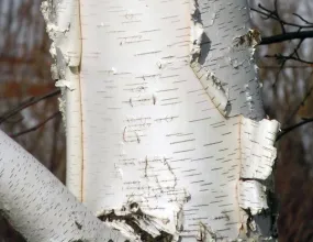 Paper Birch  Betula papyrifera   500 Seeds  USA Company